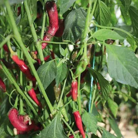 ホテル Camyuva 2*