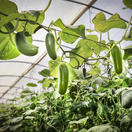 Camyuva Szálloda 2*