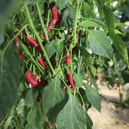 Camyuva ホテル 2*