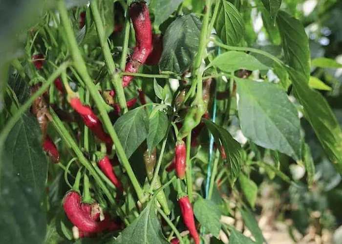 Szálloda Camyuva 2*